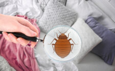 Comment empêcher une invasion de punaises de lit 